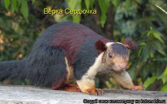 Котоматрица: Верка Сердючка