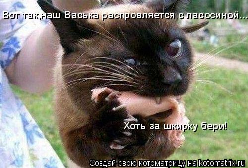 Котоматрица: Вот так,наш Васька распровляется с ласосиной... Хоть за шкирку бери!