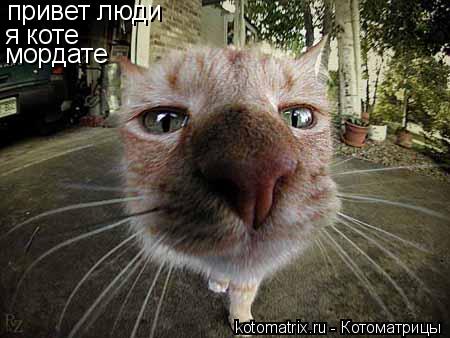 Котоматрица: привет люди я коте  мордате
