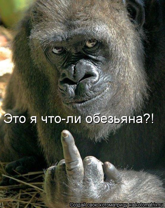 Котоматрица: Это я что-ли обезьяна?!