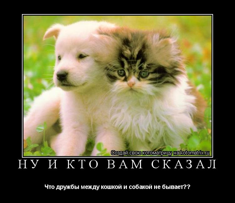 Котоматрица:  Ну и кто вам сказал Что дружбы между кошкой и собакой не бывает??