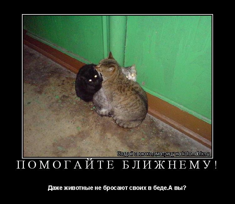 Котоматрица: Помогайте ближнему! Даже животные не бросают своих в беде.А вы?