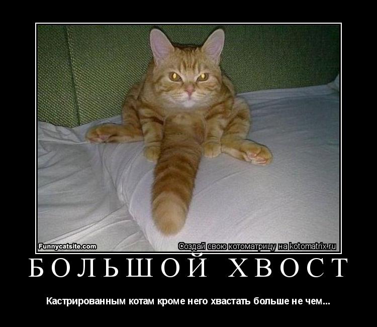 Котоматрица: БОЛЬШОЙ ХВОСТ Кастрированным котам кроме него хвастать больше не чем...