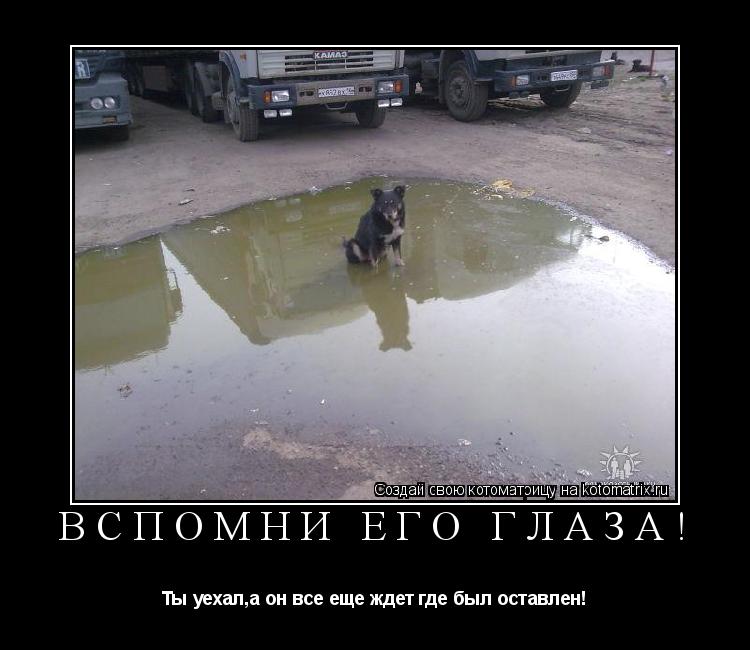 Котоматрица: Вспомни его глаза! Ты уехал,а он все еще ждет где был оставлен!