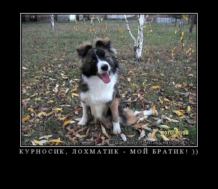 Котоматрица: курносик, лохматик - мой братик! )) 