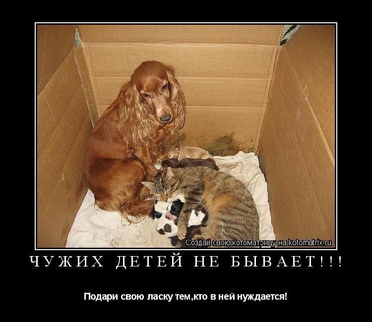 Чужих детей не бывает!!! Подари свою ласку тем,кто в ней нуждается!... Котоматрица: Чужих детей не бывает!!! Подари свою ласку тем,кто в ней нуждается!
