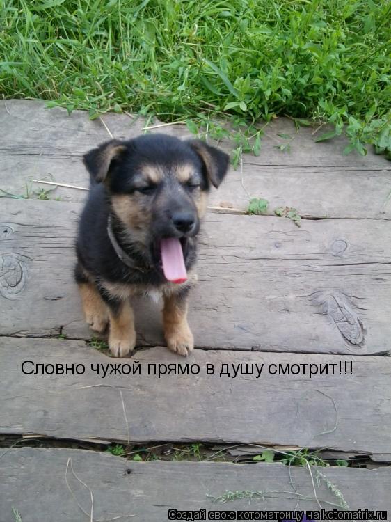Котоматрица: Словно чужой прямо в душу смотрит!!!