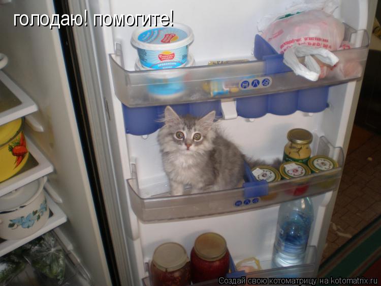 Котоматрица: голодаю! помогите!