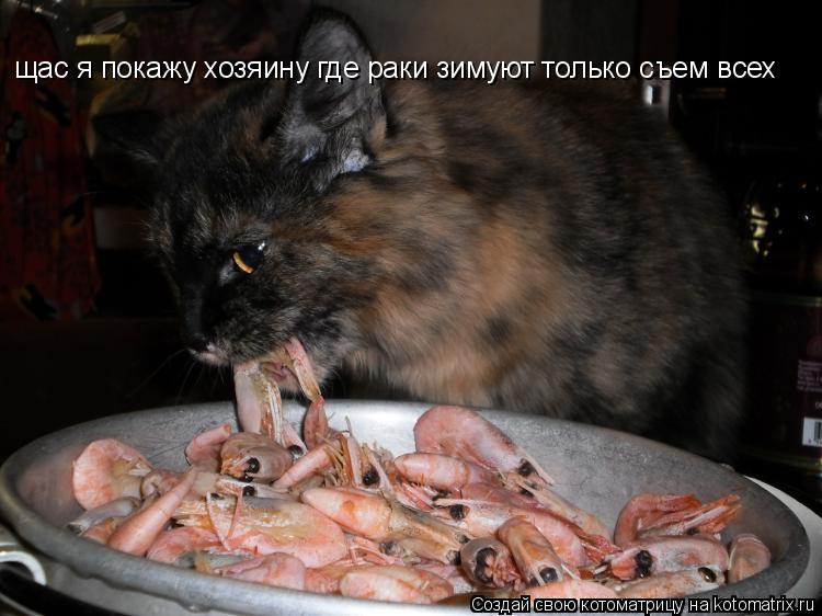 Котоматрица: щас я покажу хозяину где раки зимуют только съем всех