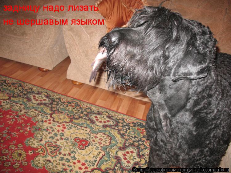 Котоматрица: задницу надо лизать не шершавым языком