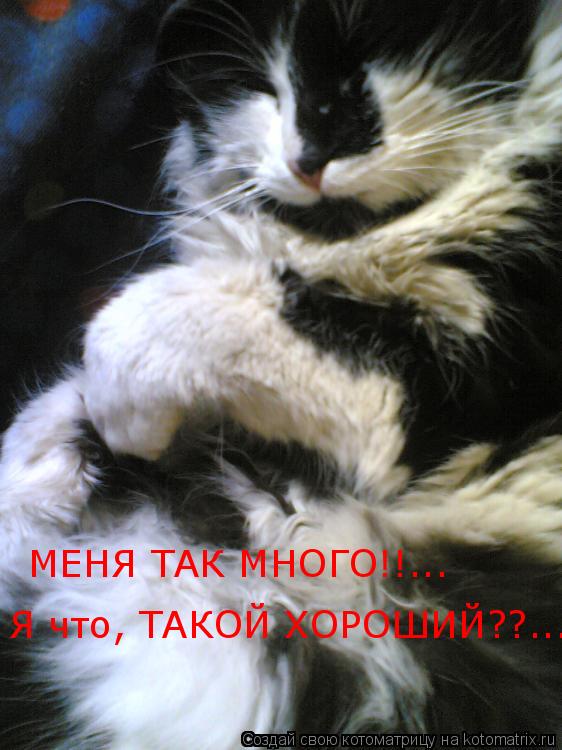 Котоматрица: МЕНЯ ТАК МНОГО!!... Я что, ТАКОЙ ХОРОШИЙ??....