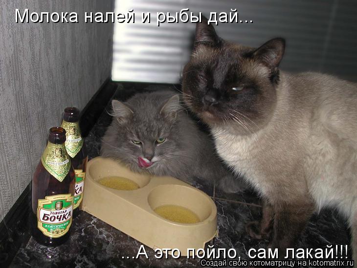 Котоматрица: Молока налей и рыбы дай... ...А это пойло, сам лакай!!!
