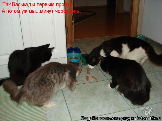 Котоматрица: Так,Васька,ты первым пробуй... А потом уж мы...минут через пять.