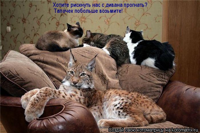 Котоматрица: Хотите рискнуть нас с дивана прогнать? Тапочек побольше возьмите!