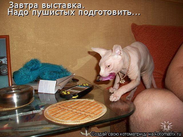 Котоматрица: Завтра выставка. Надо пушистых подготовить...
