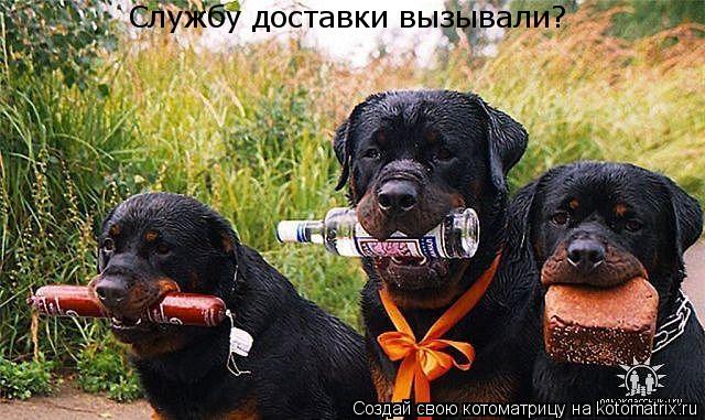 Котоматрица: Службу доставки вызывали?