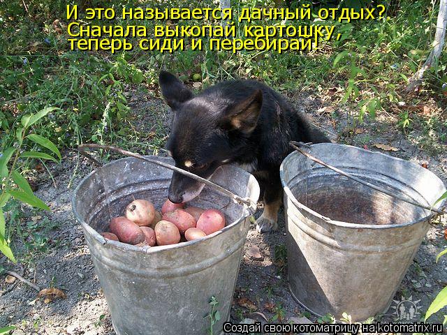 Котоматрица: И это называется дачный отдых? Сначала выкопай картошку, теперь сиди и перебирай!