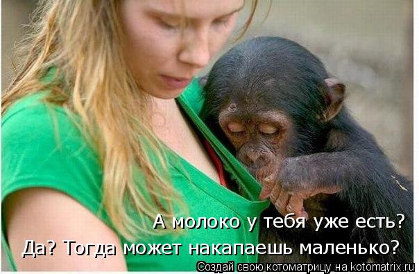 Котоматрица: А молоко у тебя уже есть? Да? Тогда может накапаешь маленько?