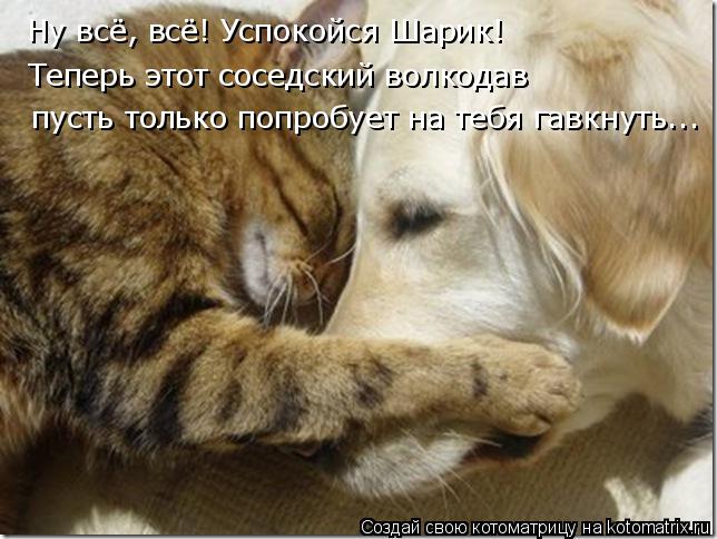 Котоматрица: Ну всё, всё! Успокойся Шарик! Теперь этот соседский волкодав пусть только попробует на тебя гавкнуть...