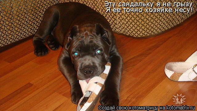 Котоматрица: Эту сандальку я не грызу Я ее точно хозяйке несу!