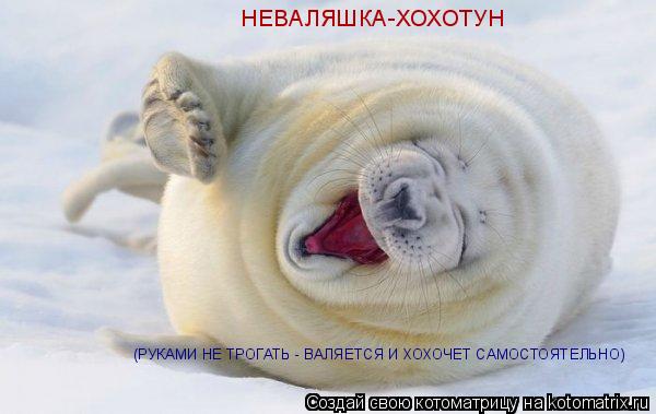 Котоматрица: НЕВАЛЯШКА-ХОХОТУН (РУКАМИ НЕ ТРОГАТЬ - ВАЛЯЕТСЯ И ХОХОЧЕТ САМОСТОЯТЕЛЬНО)
