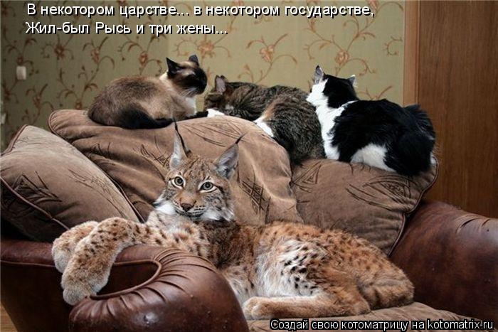 Котоматрица: В некотором царстве... в некотором государстве, Жил-был Рысь и три жены...