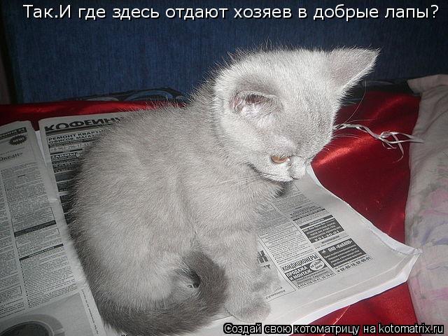 Котоматрица: Так.И где здесь отдают хозяев в добрые лапы?