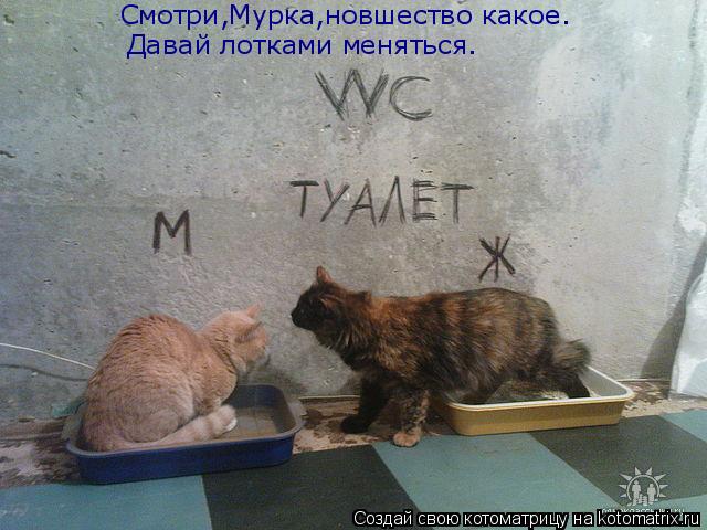 Котоматрица: Смотри,Мурка,новшество какое. Давай лотками меняться.