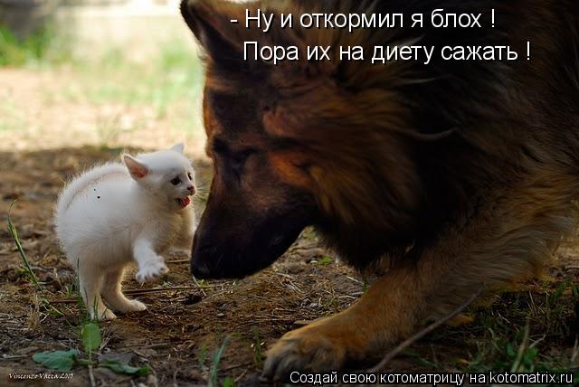 Котоматрица: - Ну и откормил я блох ! Пора их на диету сажать !