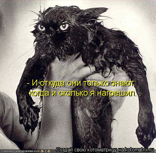 Котоматрица: - И откуда они только знают, когда и сколько я нагрешил...
