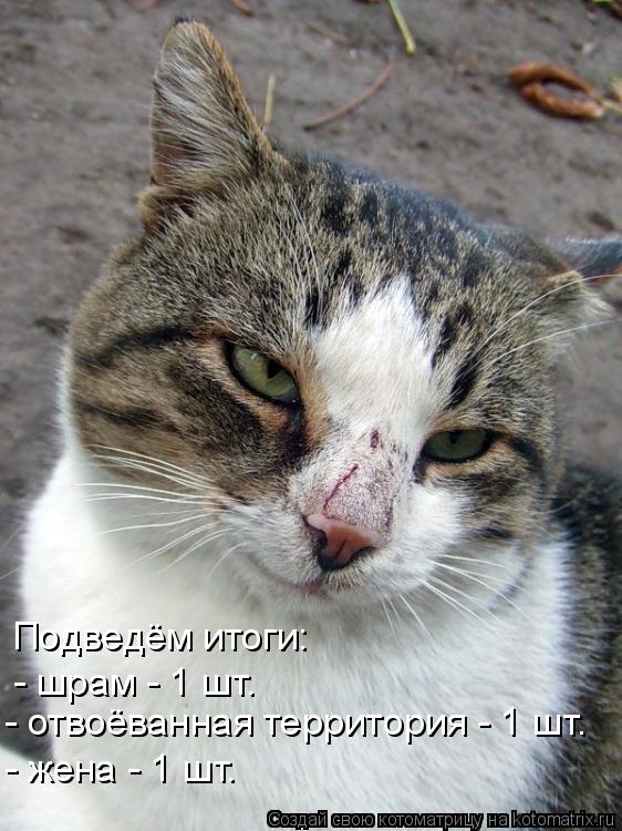 Подведём итоги: - шрам - 1 шт. - отвоёванная территория - 1 шт. - жена - 1 шт.... Котоматрица: Подведём итоги: - шрам - 1 шт. - отвоёванная территория - 1 шт. - жена - 1 шт.