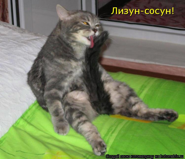 Котоматрица: Лизун-сосун!
