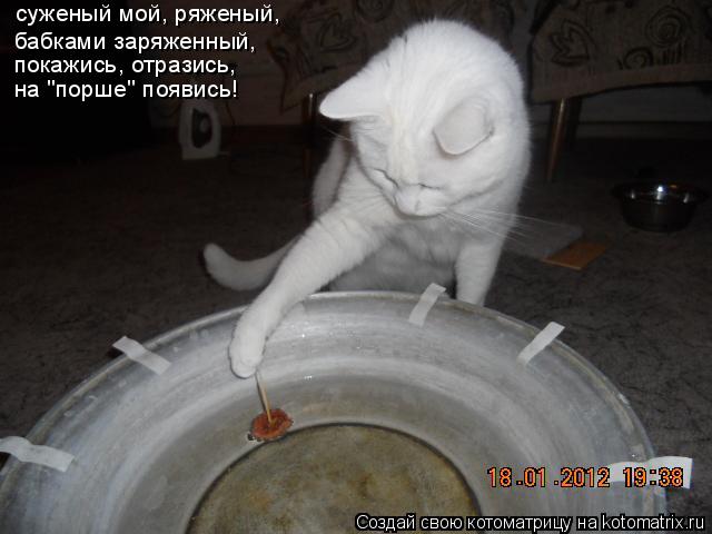 Котоматрица: суженый мой, ряженый, бабками заряженный, покажись, отразись, на "порше" появись!