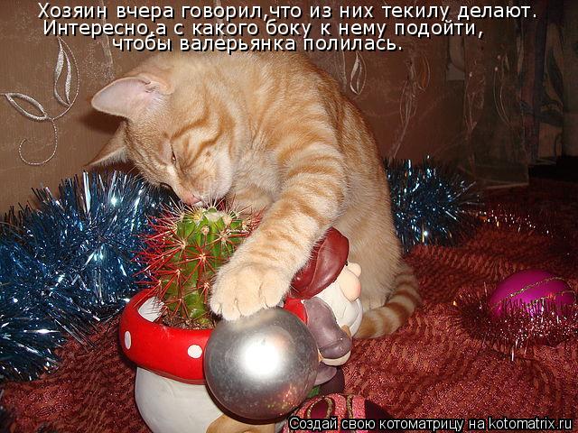 Котоматрица: Хозяин вчера говорил,что из них текилу делают. Интересно,а с какого боку к нему подойти, чтобы валерьянка полилась.