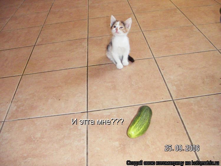 Котоматрица: И этта мне???