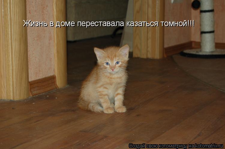 Котоматрица: Жизнь в доме переставала казаться томной!!!