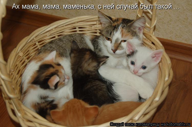 Котоматрица: Ах мама, мама, маменька, с ней случай был такой ...