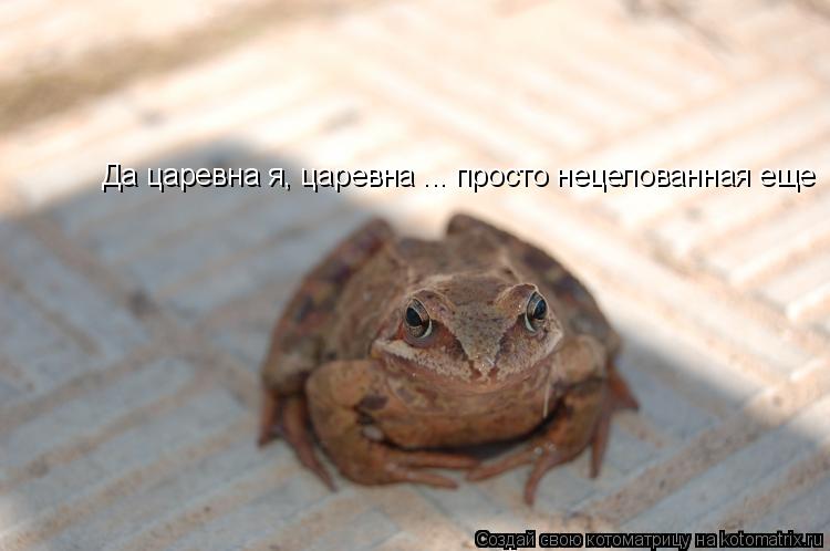 Котоматрица: Да царевна я, царевна ... просто нецелованная еще