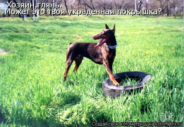 Котоматрица: Хозяин,глянь. Может это твоя украденная покрышка?