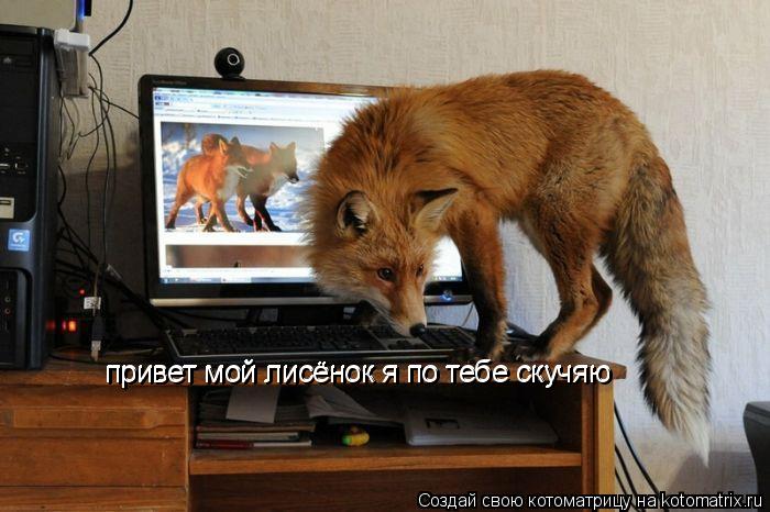 Котоматрица: привет мой лисёнок я по тебе скучяю привет мой лисёнок я по тебе скучяю