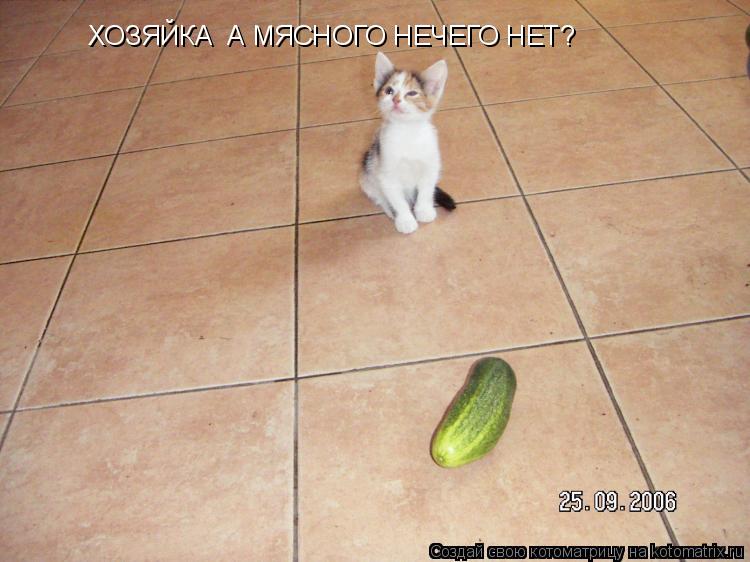 Котоматрица: ХОЗЯЙКА  А МЯСНОГО НЕЧЕГО НЕТ?