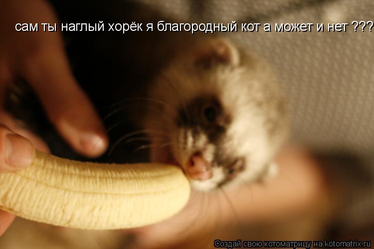 Котоматрица: сам ты наглый хорёк я благородный кот а может и нет ???