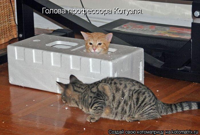 Котоматрица: Голова профессора Котуэля.
