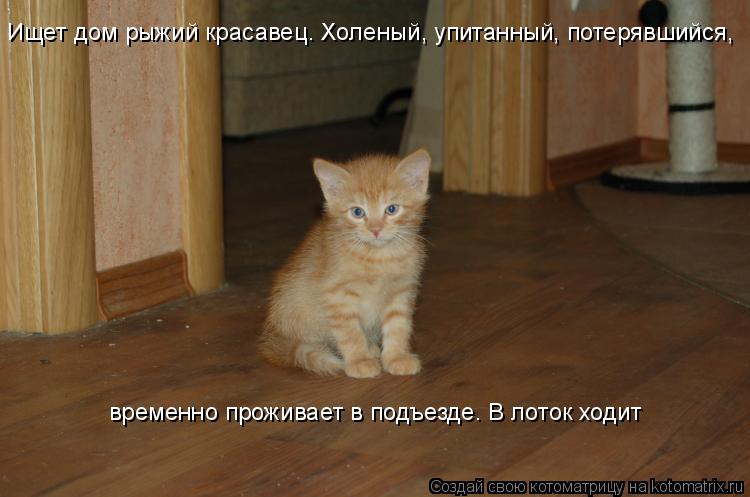 Котоматрица: Ищет дом рыжий красавец. Холеный, упитанный, потерявшийся,  временно проживает в подъезде. В лоток ходит