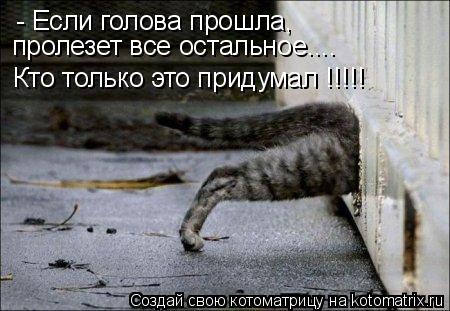 Котоматрица: - Если голова прошла, пролезет все остальное.... Кто только это придумал !!!!!