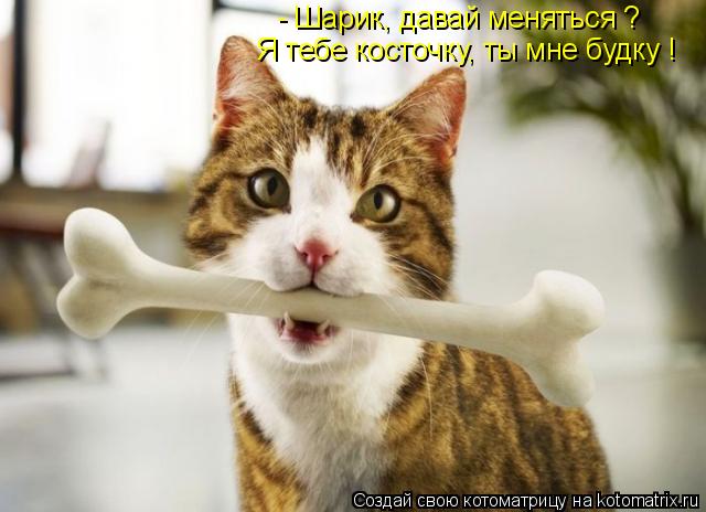 Котоматрица: - Шарик, давай меняться ? Я тебе косточку, ты мне будку !