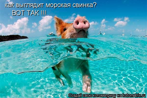 Котоматрица: как выглядит морская свинка? ВОТ ТАК !!!