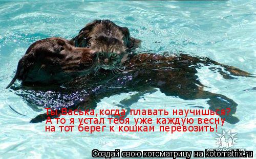 Котоматрица: Ты,Васька,когда плавать научишься? А то я устал тебя уже каждую весну на тот берег к кошкам перевозить!