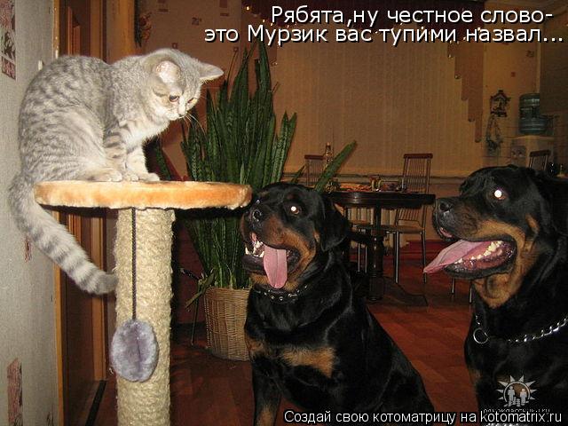 Котоматрица: Рябята,ну честное слово- это Мурзик вас тупими назвал...