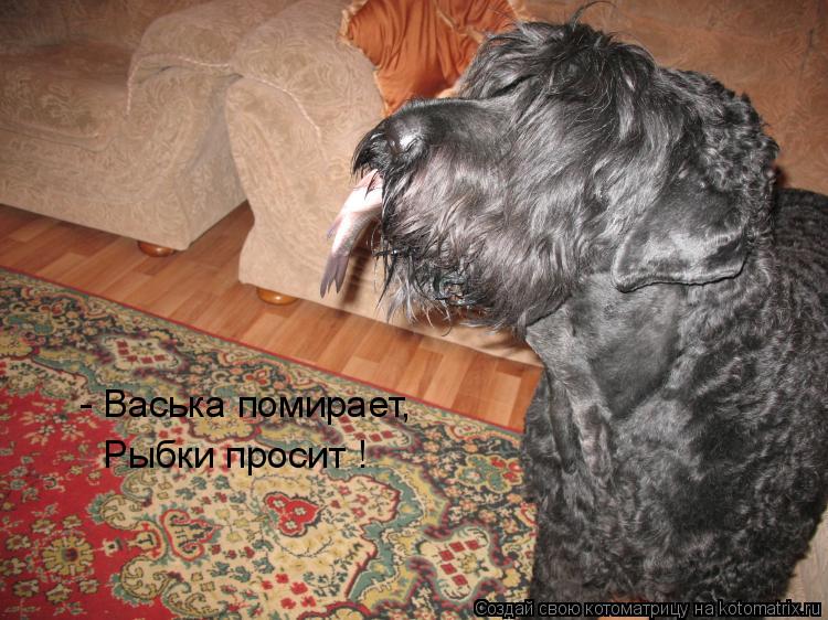Котоматрица: - Васька помирает, Рыбки просит !